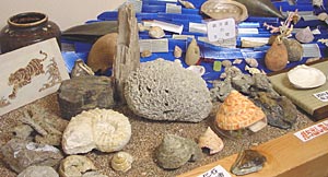 アンモナイトやサンゴの化石など